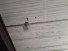    ,   -  ,  , - 