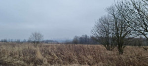 ������� ���������� �������, ���������� �., �������� �������