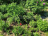 ������� ����, �����������, 2-� �������������� ���., ������������� �������